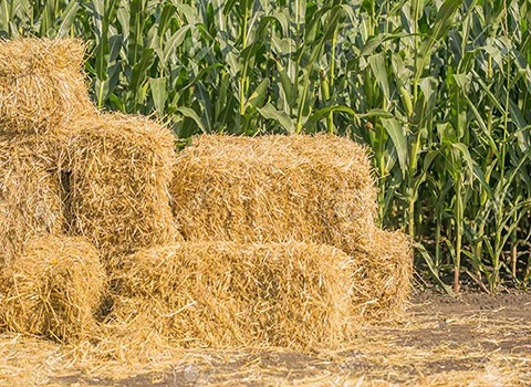 تصویر 4 از خرید و فروش کاه خوراک دام با شرایط فوق العاده